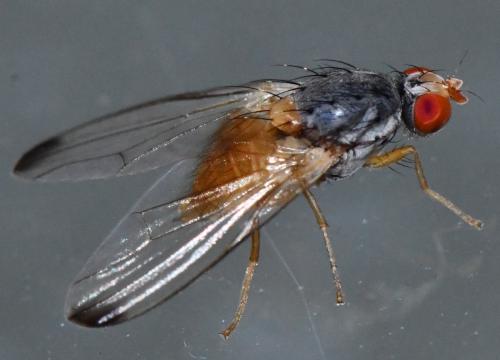 Palloptera sp.